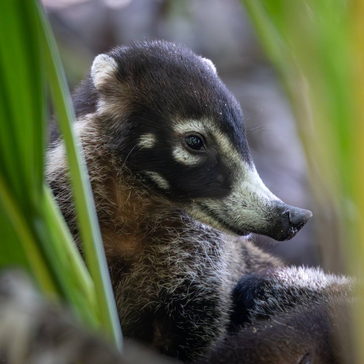 fiducially_'s tweet photo. The secret life of Coatis.

A large family of Coatis passed us during a hike in
Corcovado National Park - on the Osa Peninsula in
Costa Rica.

#costarica #costaricagram #costaricatravel #coati
#wildlife #wildlifephotography #nature
#naturephotography #travel #wildxphoto #osa https://t.co/QoRKwYKQYO