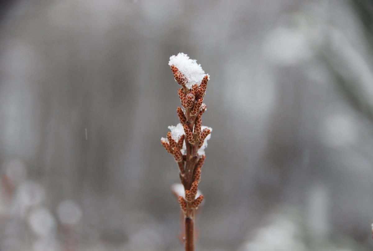 AcreNature's tweet photo. Expecting our 1st snow for 2024. This property photo is from last winter of snow on our native Fragrant Sumac, a wonderful shrub all year round! Check out https://t.co/zqtgpNK97V where this and other prints are for sale #naturephotography #photographyshop #photographystore https://t.co/T8LzNg61Gg