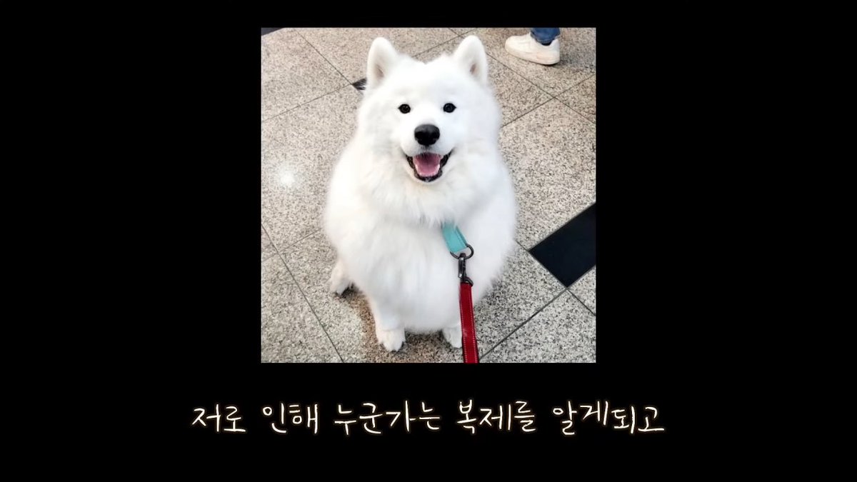 reverse_1oy's tweet image. 내가 뭘본거야? 이기적이고 역겨운 인간..
복제하기 위해 암컷개를 개복한 후 난자채취하고 수정시켜서 다른 암컷개한테 임신 시킨다는데 이 과정에서 10마리 이상의 강아지가 희생되고 버려진데
윤리적으로 문제되는 걸 추천하는게 정상인건가..?
복제된 개의 죽음을 또 받아들일 수 있을까도 문제임