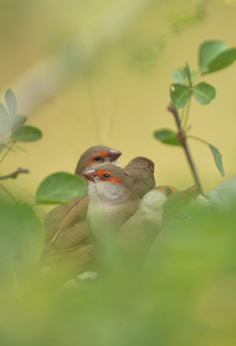 BirdySevy's tweet photo. Happy new year to everyone, hopefully well supported and looked after! #birdphotography #birdwatching #NaturePhotography https://t.co/JPe9sG7xQt
