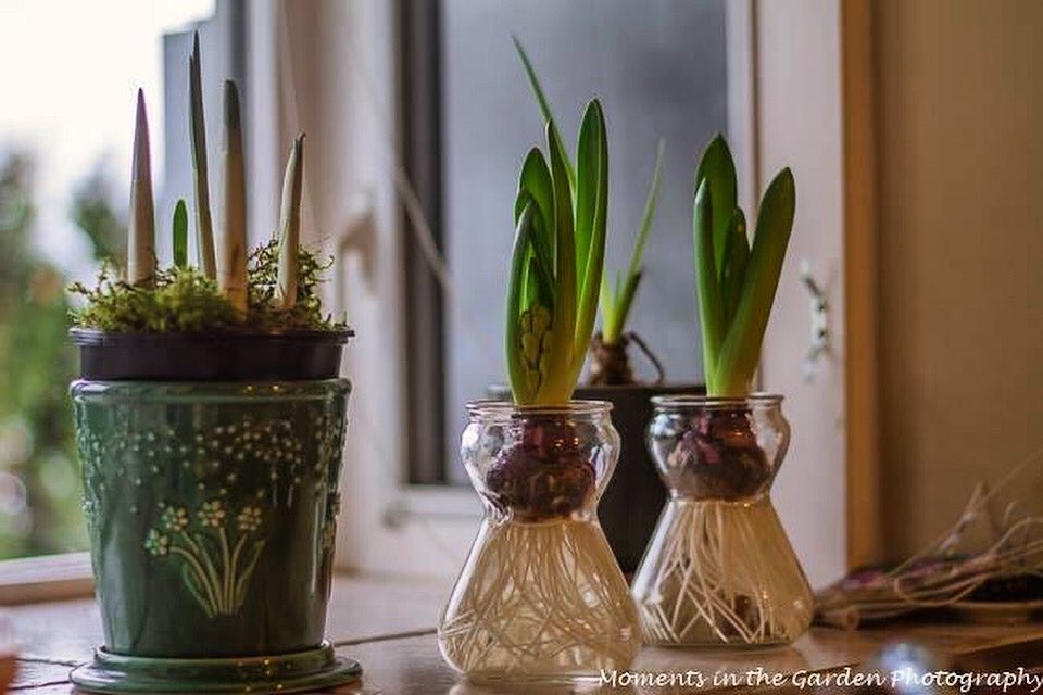 MomentsintheG's tweet photo. Here’s to new beginnings #2024 #NewBeginnings  #forcedbulbs #momentsinthegardenphotography https://t.co/14E639bWks