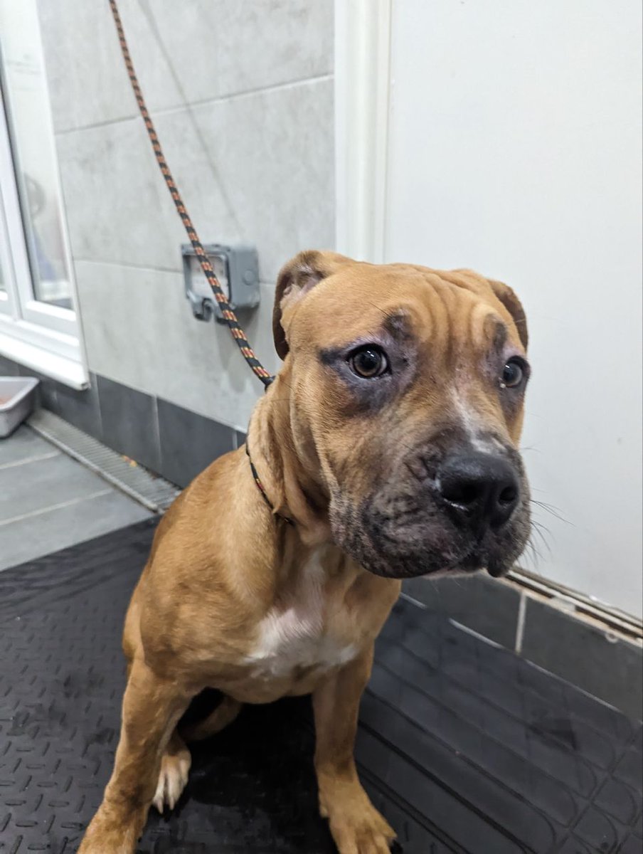 AdoptionsUk's tweet photo. Urgent, please retweet to help find the owners or RESCUE SPACES FOR THESE 4 FOUND/ABANDONED DOGS #ENGLAND -AT RISK OF EUTHANASIA🆘
ALL IN COUNCIL POUNDS 
All are large possibly XL Bully types and may be killed after 7 days if rescue shelters are full. Proof of ownership required. 
Found #Hillingdon #Northolt #Hitchin #Greenwich 
DETAILS👇
https://t.co/gvko0pjw8t
Please share so someone who can help them sees this. Any shelter that has a space please contact SDK pound in the link above 🙏
#dogs #AdoptDontShop #London #AdoptDontShop #Rescuedogs #XLBully #XLBullyBan #XLBullies #Wales #Scotland #Ireland #Ealing