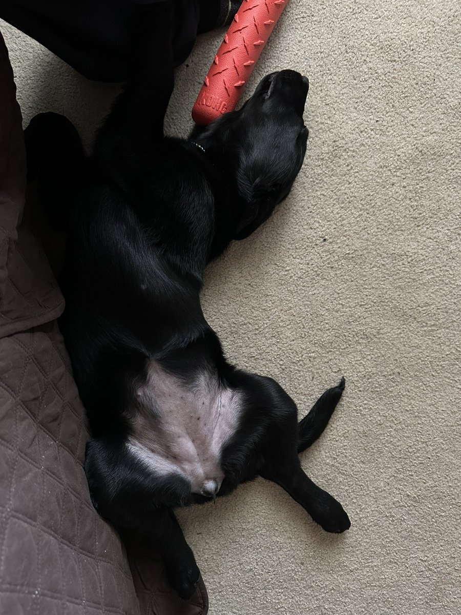 PrinceMikeVG's tweet image. This little girl decided chewing on the Christmas tree deserved a nap. Jokes on her the tree is coming down.