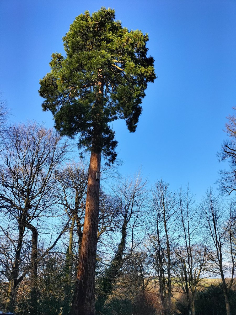 Gibside - perfect New Year's Day walk @nationaltrust @NT_TheNorth