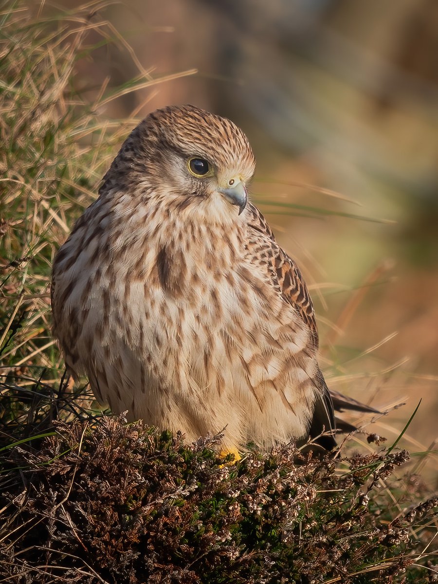 Peter Christian tweet media