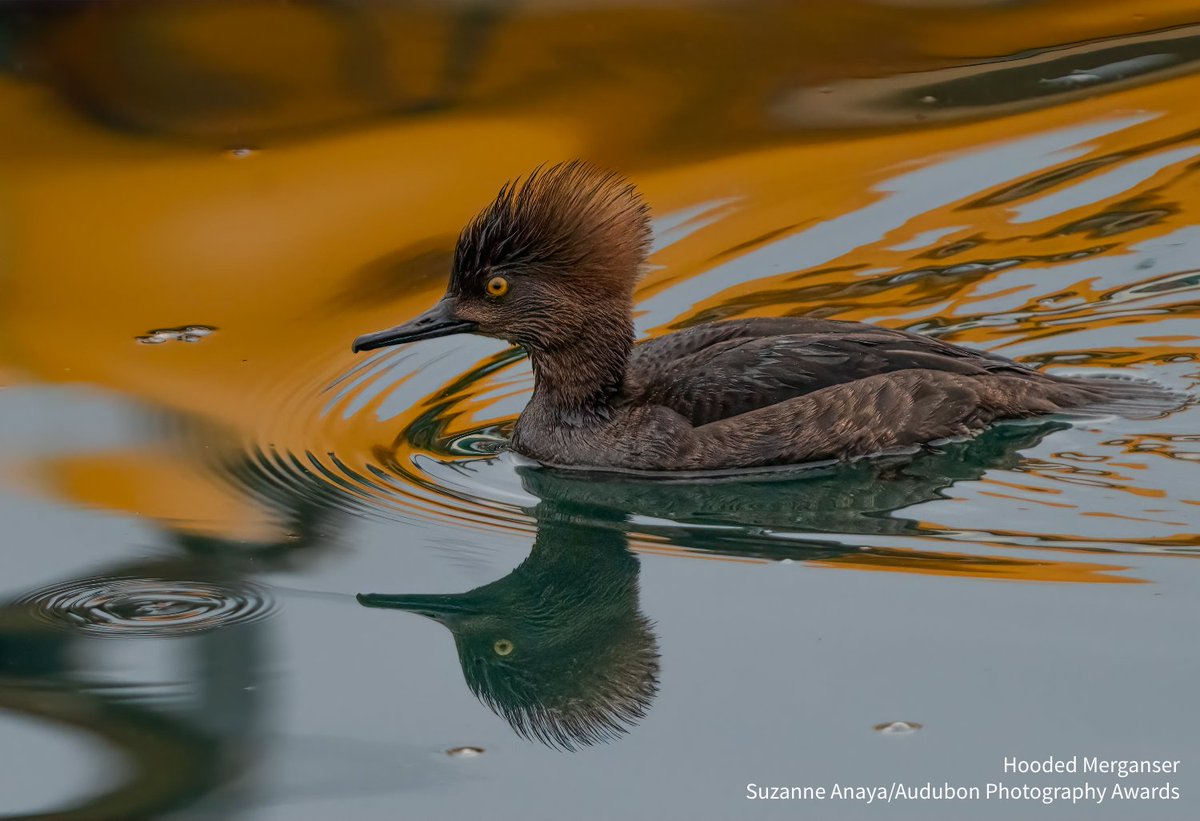 audubonsociety's tweet photo. If you could see any bird in 2024, what would it be? https://t.co/Ghi7ytni1z