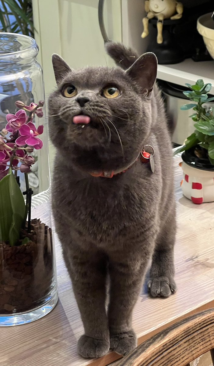 Happy mew year, dear furriends. A good start for me today as Staff let down their guard and I managed to get my head into a pan of custard. Bliss. Now for a nap by the fire 😻 #CatsOfTwitter #NewYear