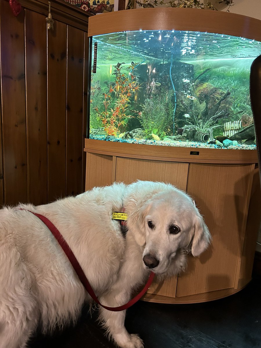 BrewDoge's tweet photo. At the @NottinghamCAMRA award winning Horse and Jockey in Stapleford @dugsNpubs https://t.co/7sm97ke0Gg