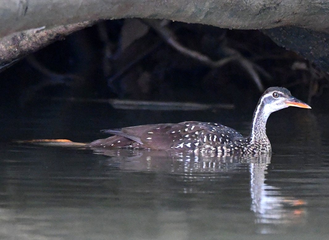 The fascinating, elusive African Finfoot. This one (our only sighting) nearly evaded us but was spotted from our boat early evening under mangroves just as the light was fading. On the River Gambia near Georgetown 18.11.23. #birdwatching #birdphotography #Africa