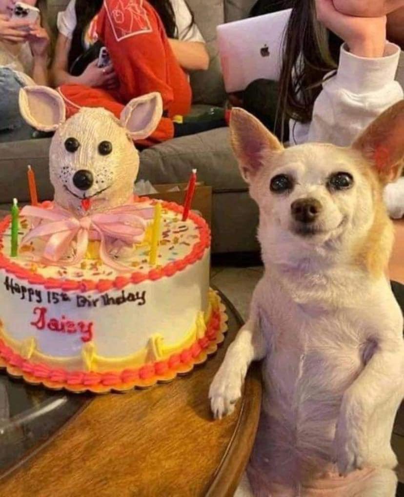 💖 (@twaniimals) on Twitter photo 