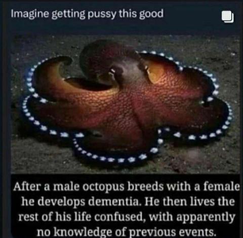 mischiefanimals's tweet image. 