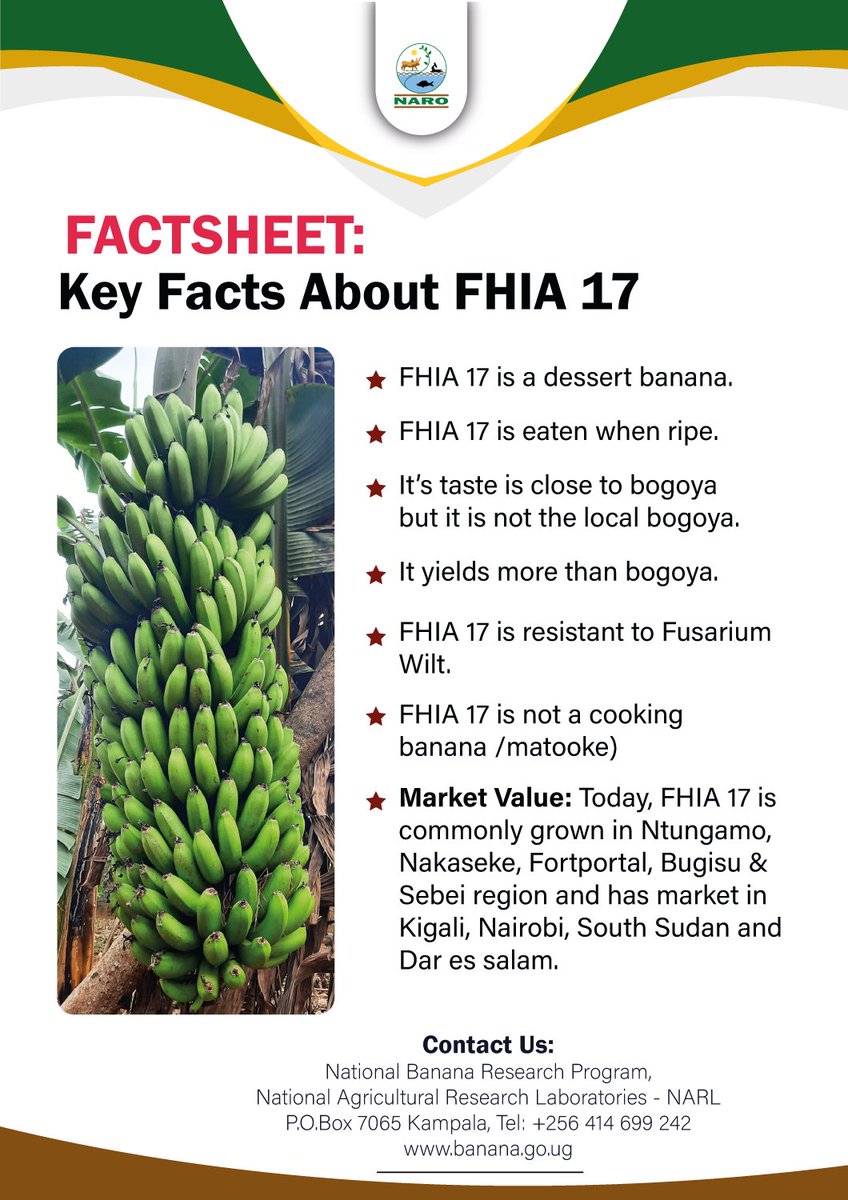 NAROBanana's tweet photo. @FahadiMusaazi @SpireJim Adding on what @FahadiMusaazi our scientist said, there are many FHIAs but the one most grown in UG is #FHIA17. Below are some facts about it.  @SpireJim https://t.co/izTpsMP4x9