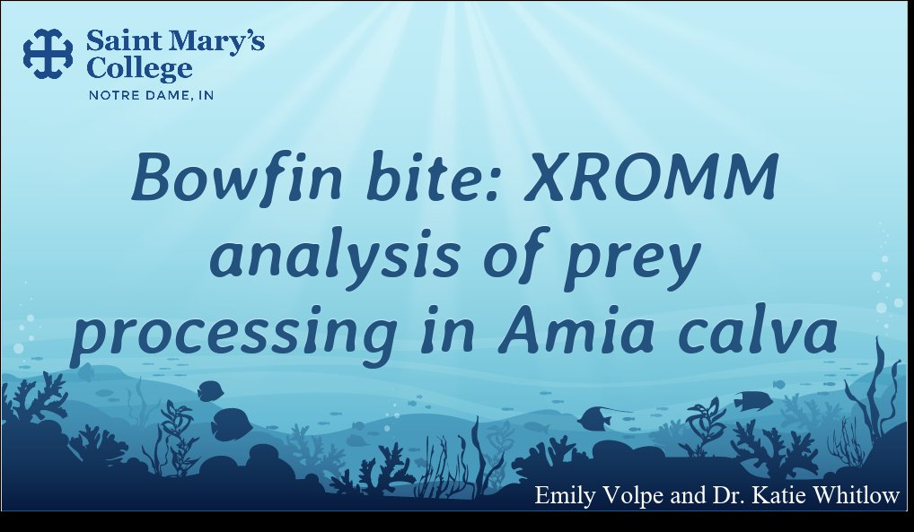 Excited to talk about what I've been up to the past year and a half with <a href="/kr_whitlow/">Katie Whitlow, PhD</a> at my first SICB presentation Wednesday Jan 3! Pop in to the fish feeding session at 2pm in room 602 to learn about how fish are able to consume prey whole 🐟 #SICB2024
