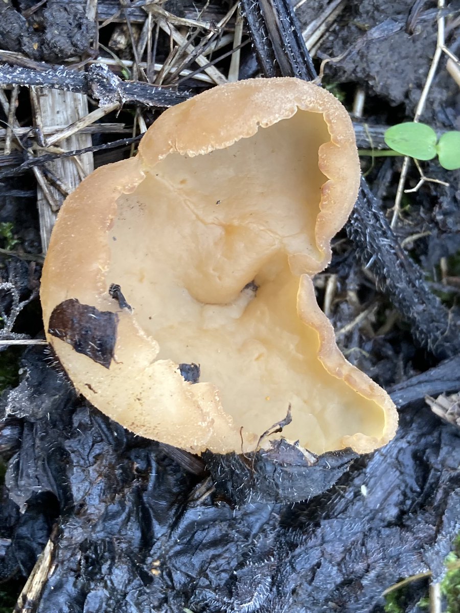 Make your local ♥ly tweet media