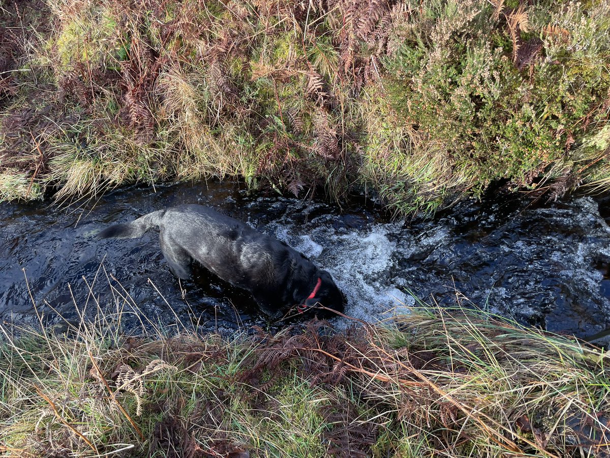 CillMhoire's tweet photo. Nice local no need to drive walk today, obv the dog thought it was so hot she needed to have a dip. Happy Hogmanay or even welcome to any first footers.
#2024bookingsopen
#isleofmull
#selfcatering
#dervaig
#labrador https://t.co/9cOOagyXSA
