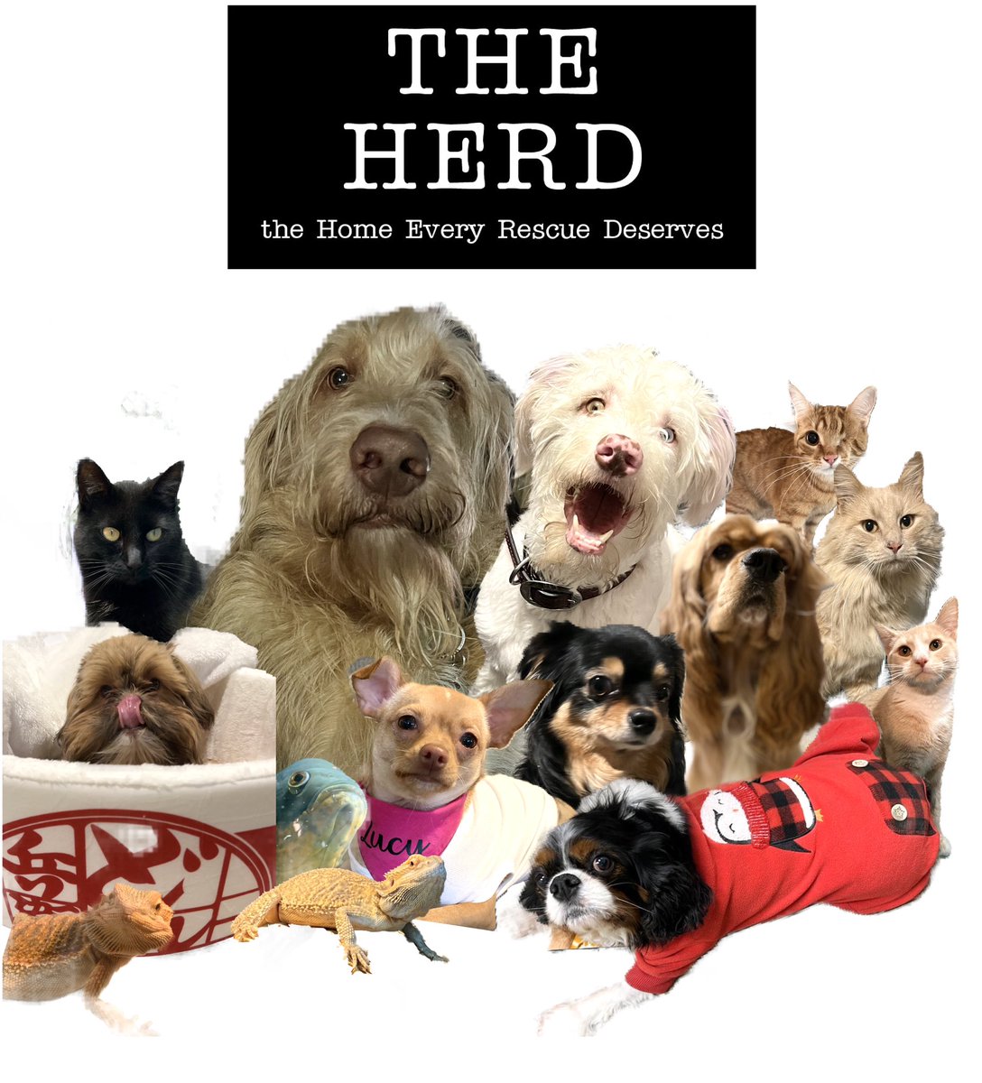 Welcome to The Herd! The Home Every Rescue Deserves.
The Herd House is a registered nonprofit, private charity, in good standing. Our mission is to provide sanctuary for Special Needs Animals. Both permanently and temporarily based on needs. All of our animals have famous