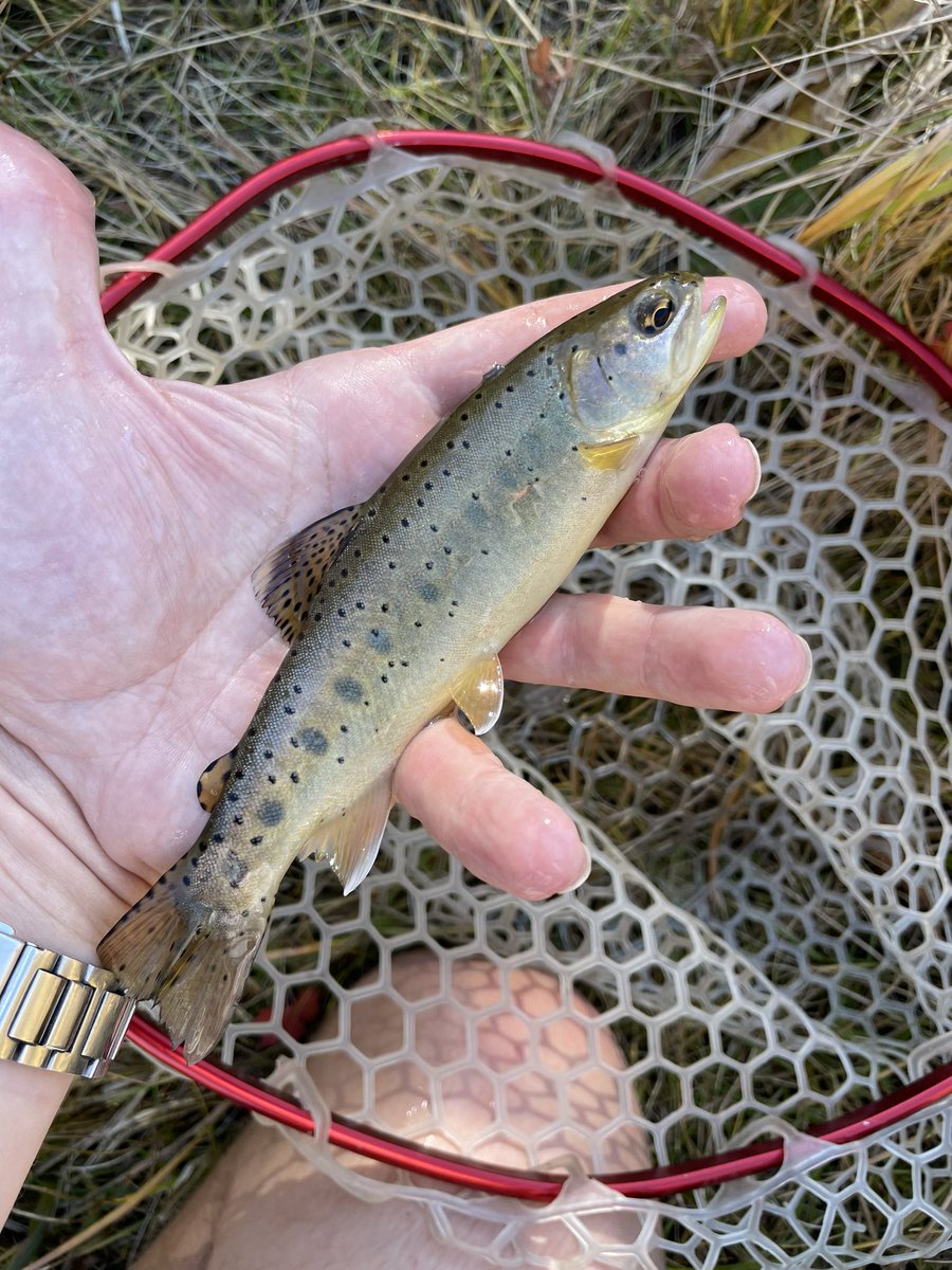 Another year, another yearly wrap up of Joe things! In 2023 I caught 365 fish, 16 of which were new species for me, and 7 additional new subspecies. I ran 88.2 miles and I hiked 199.7 miles. Almost my highest fish count in a year, and narrowly my highest hiking year!