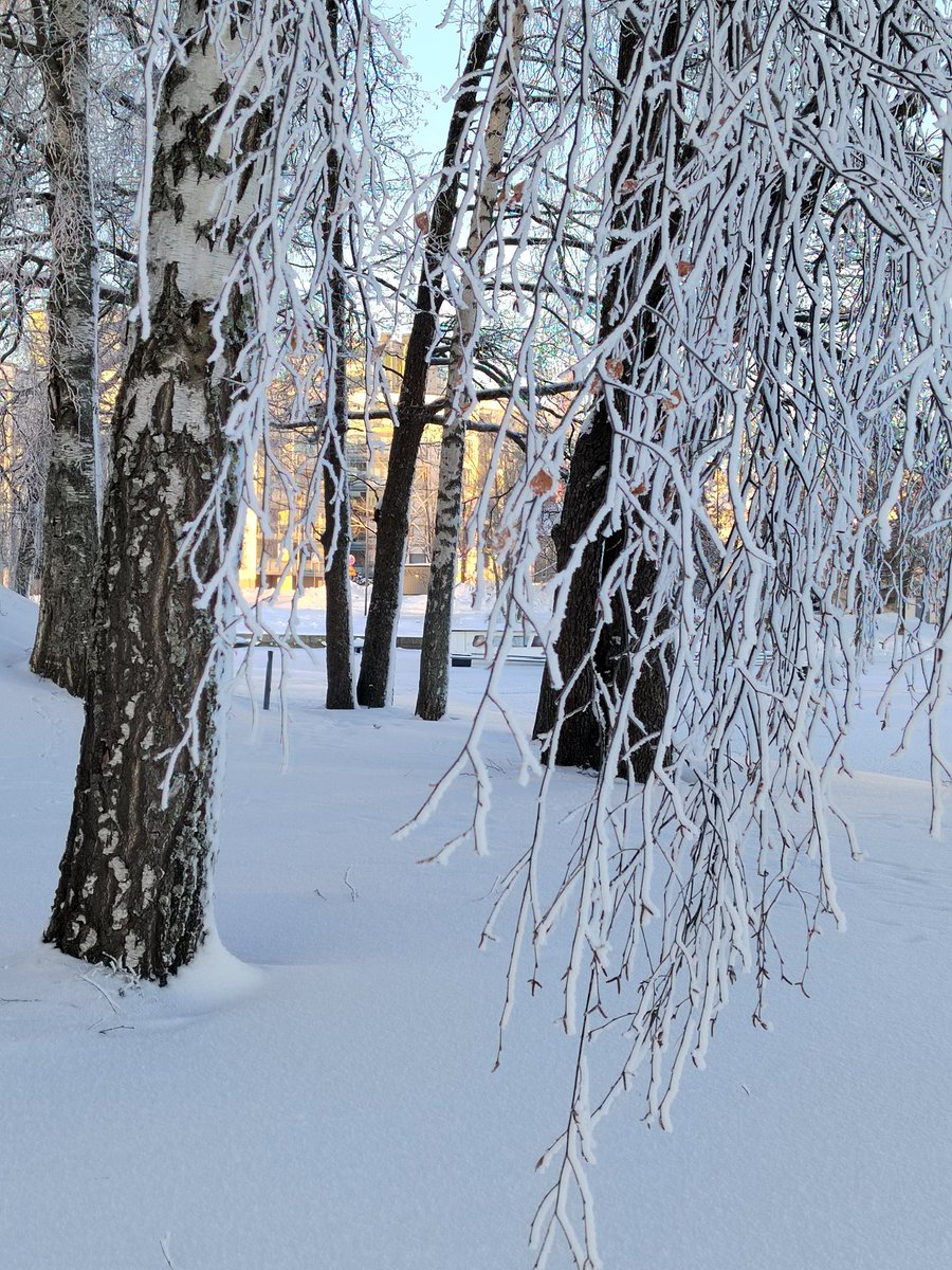 RitvaSavolaine1's tweet photo. @RitvaSavolaine1 Kaunista ja kylmää uudenvuoden aamuna. #winter2024 #pakkasaamuna #frozenmorning #finland20234 https://t.co/XAcULekR5N