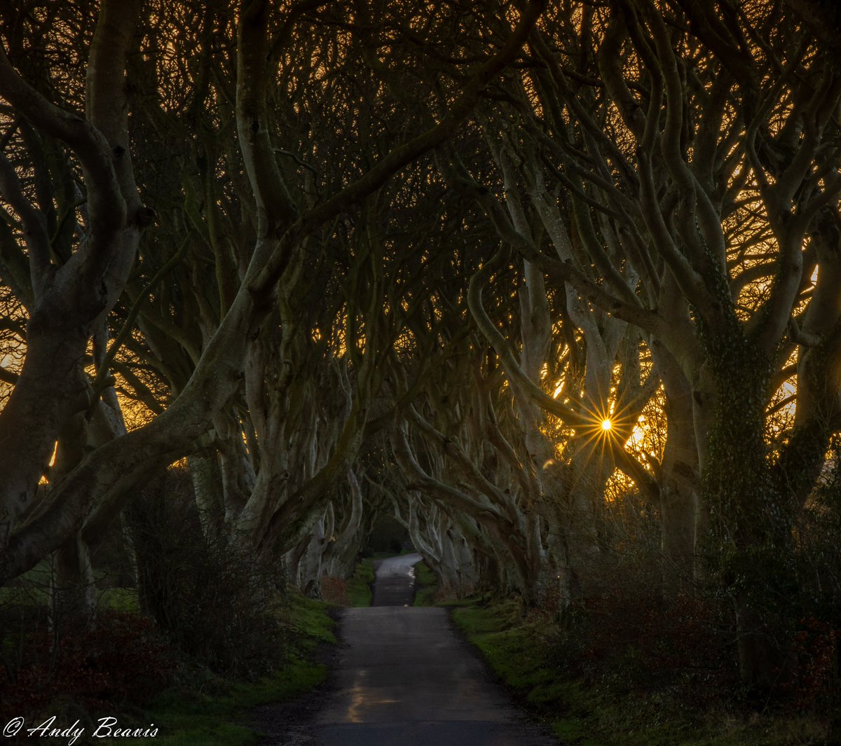 Starting 2024 off with a return early morning vidit to #DarkHedges #NorthernIreland #Sunrise