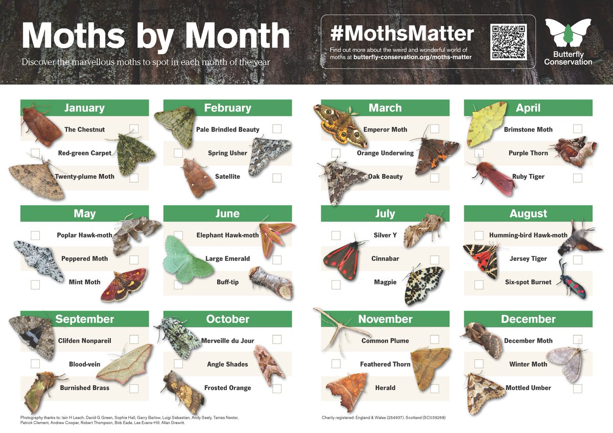 Your 2024 mothing journey starts here! 🦋🌙 Get your free Moths by Month calendar and see how many species you can tick off each month! Don't forget to record what you find and tag us in your photos. Download the calendar today 👉 butrfli.es/48svOEp #MothsMatter