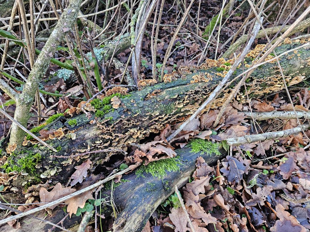 CJBridge's tweet image. 1st January 2024 - enjoyed a lovely perambulation this morning around my ringing site. Lovely to take note that some of the fallen trees from last year, left as deadwood, have now begun to harbour fungi. Next is 'hoping' to locate stag beetles here during the Summer #fungi #2024