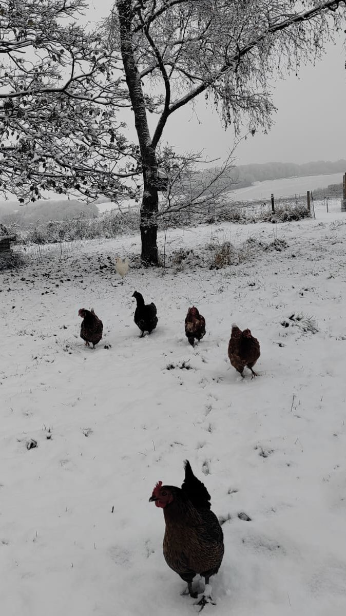 dawnio33's tweet photo. Christmas at our farm with our little ladies https://t.co/EzHtBwN8m5