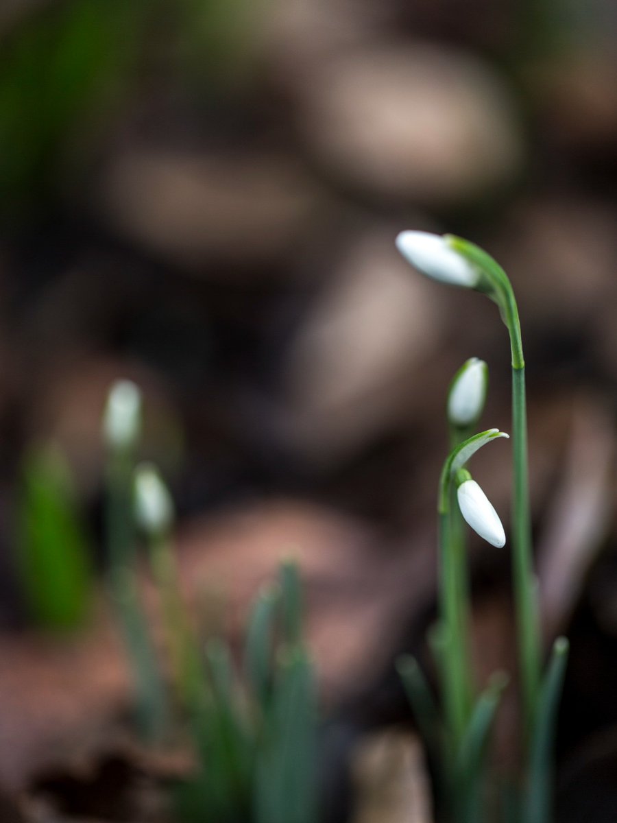 nationaltrust's tweet photo. A symbol of hope, look out for the first snowdrops of the season on your New Year's walks in woodlands and watersides. They may just help put a spring in your step for 2024. https://t.co/nAkBVIEIfV