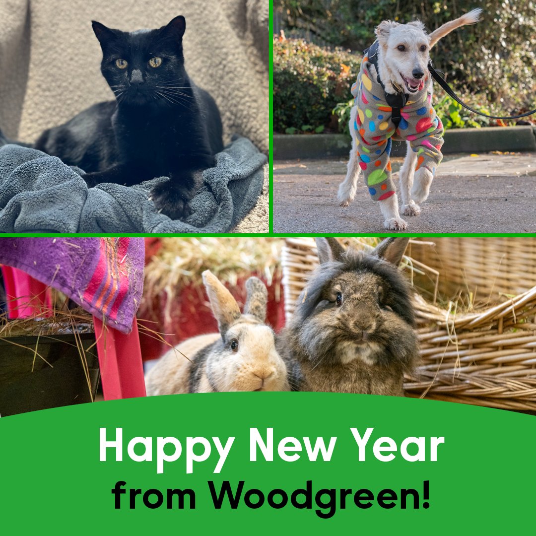 Happy New Year from Woodgreen! We’ve been celebrating with our lovely pets, who we can’t wait to find amazing homes for in 2024. 💚