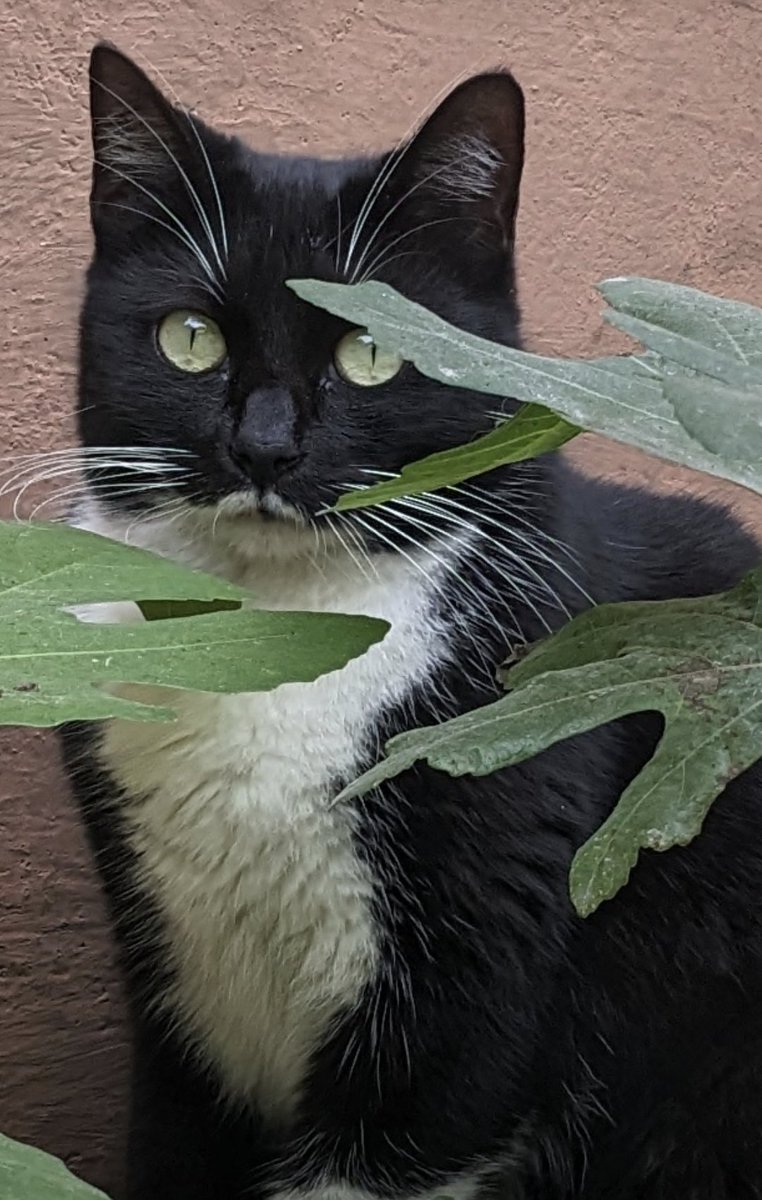 luca piruluca tweet media