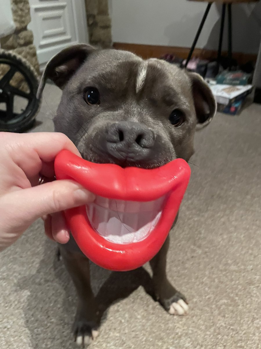 I need this permanently for when people ask if “he’s friendly” yes people he is 🤣😀