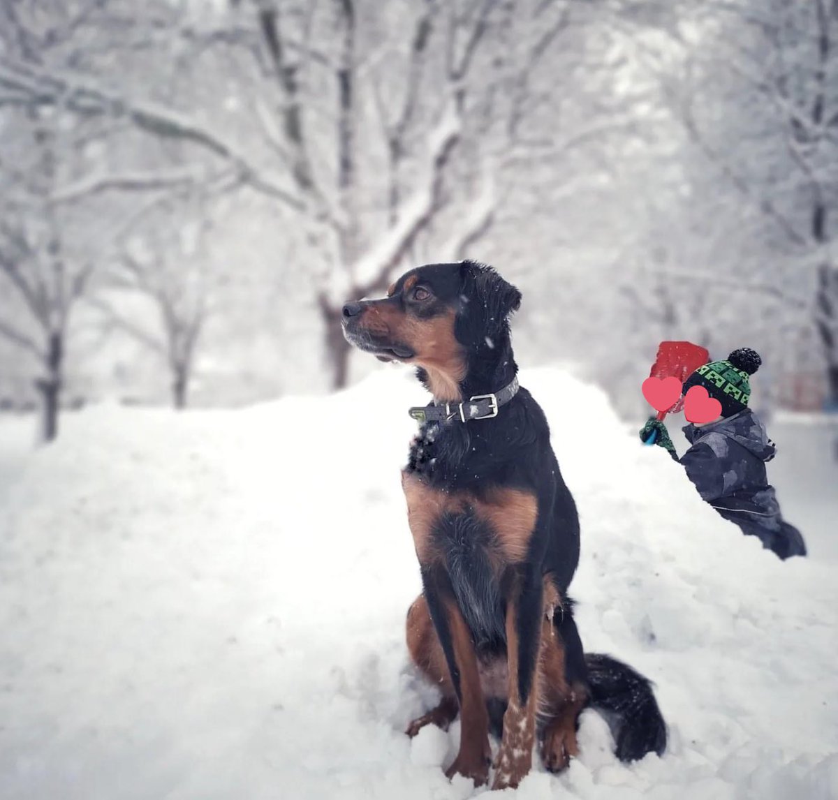 Beautiful boy Love living his best life in Sweden! 🇸🇪🤗💖🐾 #adoptarescue