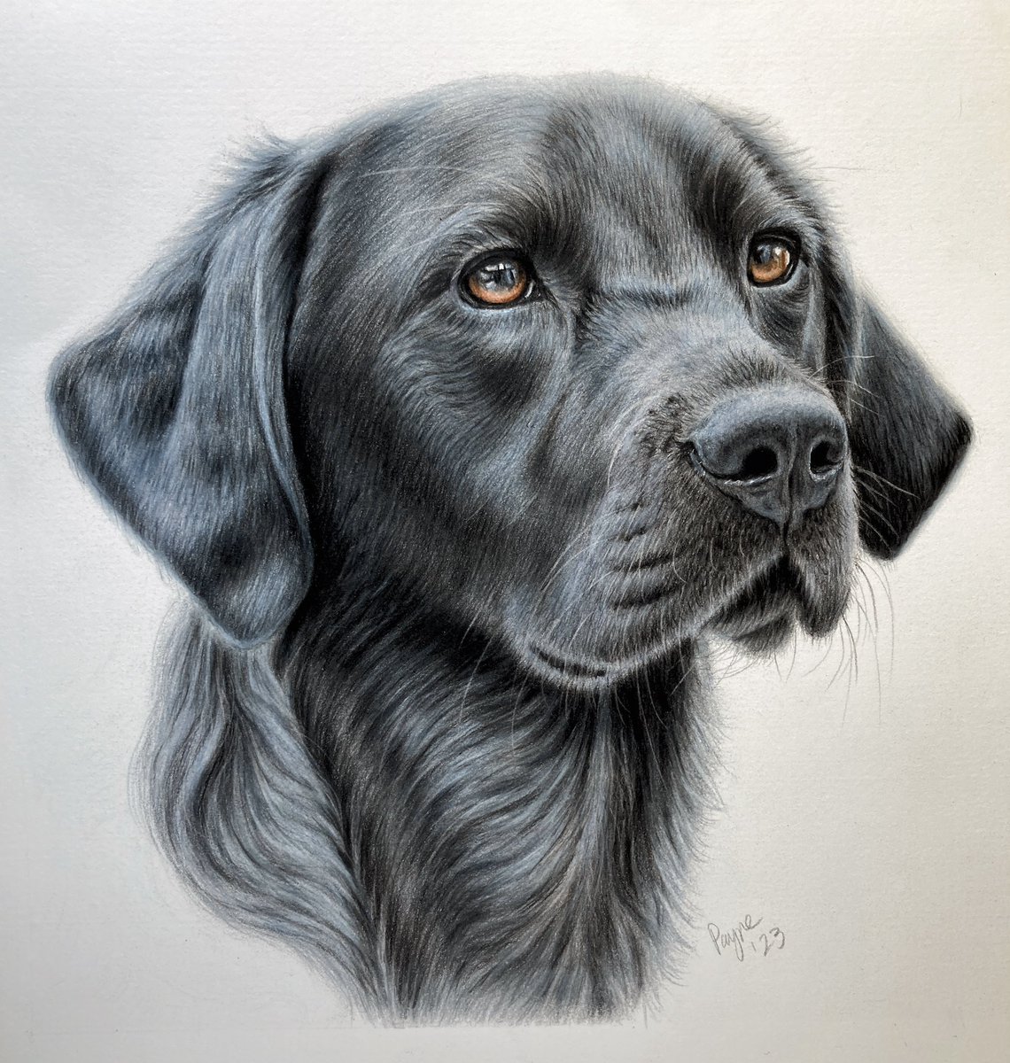 I’ve been taking a small break from charcoal to learn how to draw with colored pencils. And I love it! This black lab was drawn by following a tutorial from @teresajoyfineart (Instagram). Go check her out! (Tutorials on her Patreon.) #blacklab #coloredpencils #tutorial