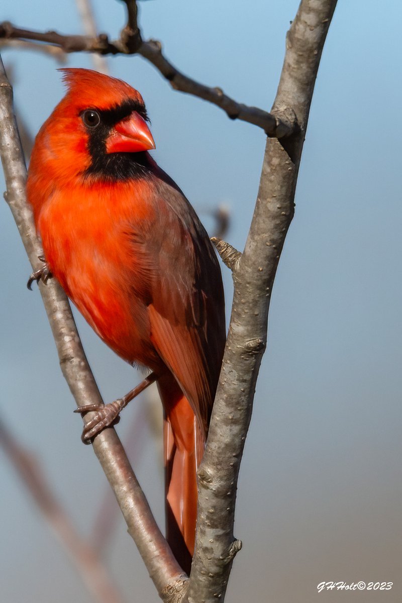 G H Holt Photography 🇺🇸 tweet media