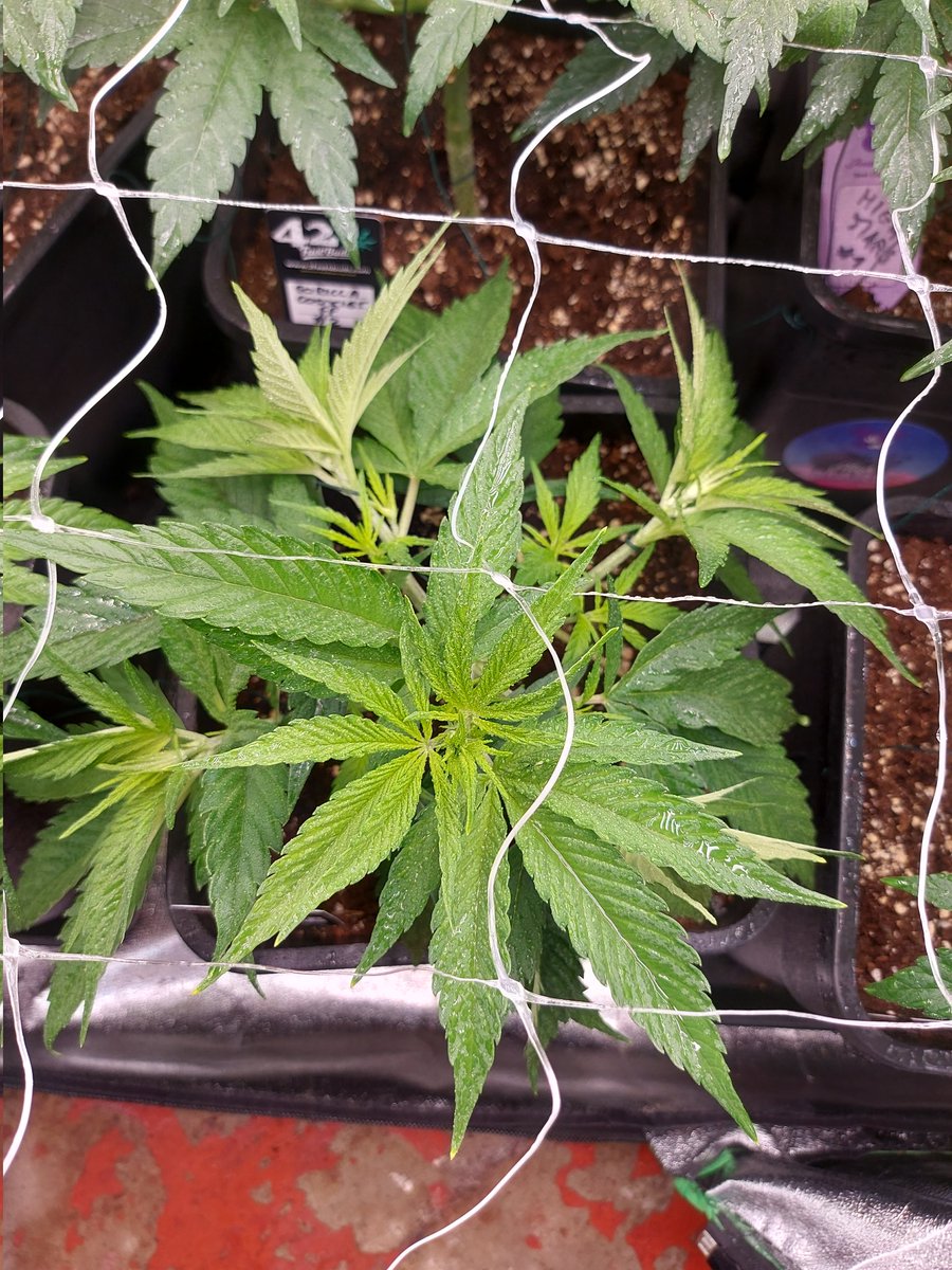 Ju_bps's tweet photo. 🌲🌲 GG4 Sherbet FF - @Fast_Buds
🗓🗓 Day 49 since seeds 
💡💡 #FC3000 from @MarsHydroLight @Coco_Pan2022 

#WinPs5Contest #Growdiaries #smartgrowsystem #6inchfankit #marshydro #Mmemberville #growyourown #weedsmokers #WeedLovers #CannabisCommunity #cannabisgrower https://t.co/9J57lvL9o8