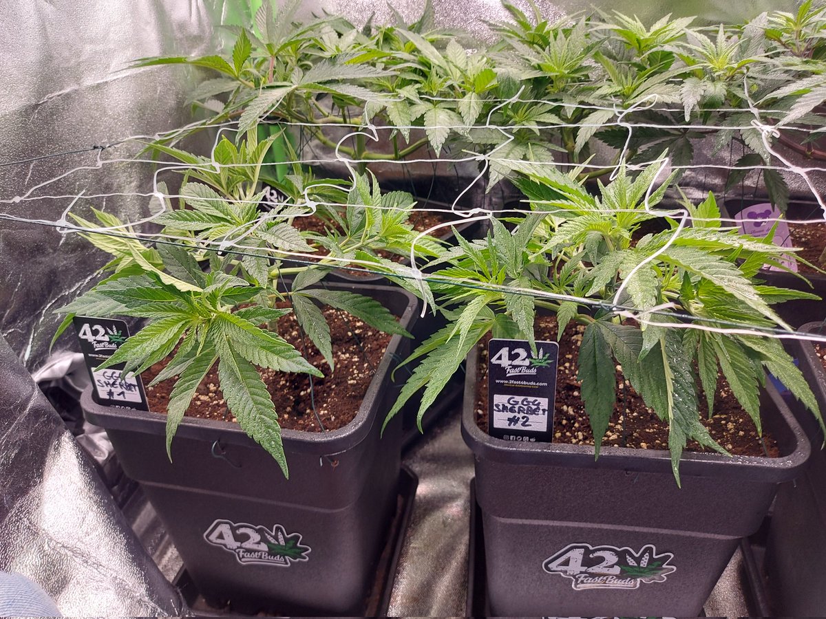 Ju_bps's tweet photo. 🌲🌲 GG4 Sherbet FF - @Fast_Buds
🗓🗓 Day 49 since seeds 
💡💡 #FC3000 from @MarsHydroLight @Coco_Pan2022 

#WinPs5Contest #Growdiaries #smartgrowsystem #6inchfankit #marshydro #Mmemberville #growyourown #weedsmokers #WeedLovers #CannabisCommunity #cannabisgrower https://t.co/9J57lvL9o8