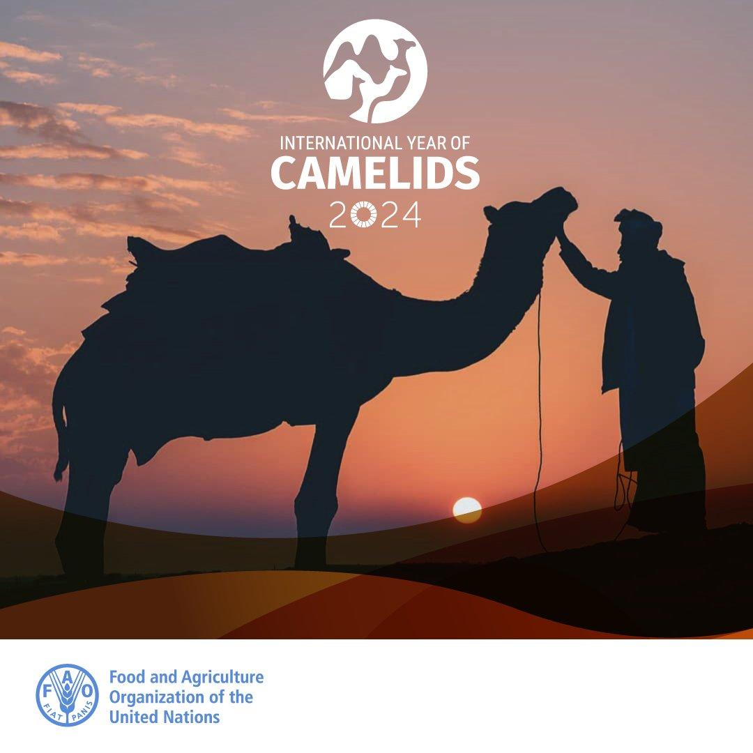 <a href="/UN/">United Nations</a> has declared the year 2024 as the International #YearOfCamelids 🐫 It is an opportunity to raise awareness about the social,  economic &amp; cultural importance of one of the world's most resilient animals. "Camels are heroes of deserts &amp; highlands around the world" <a href="/FAO/">Food and Agriculture Organization</a> #IYC2024