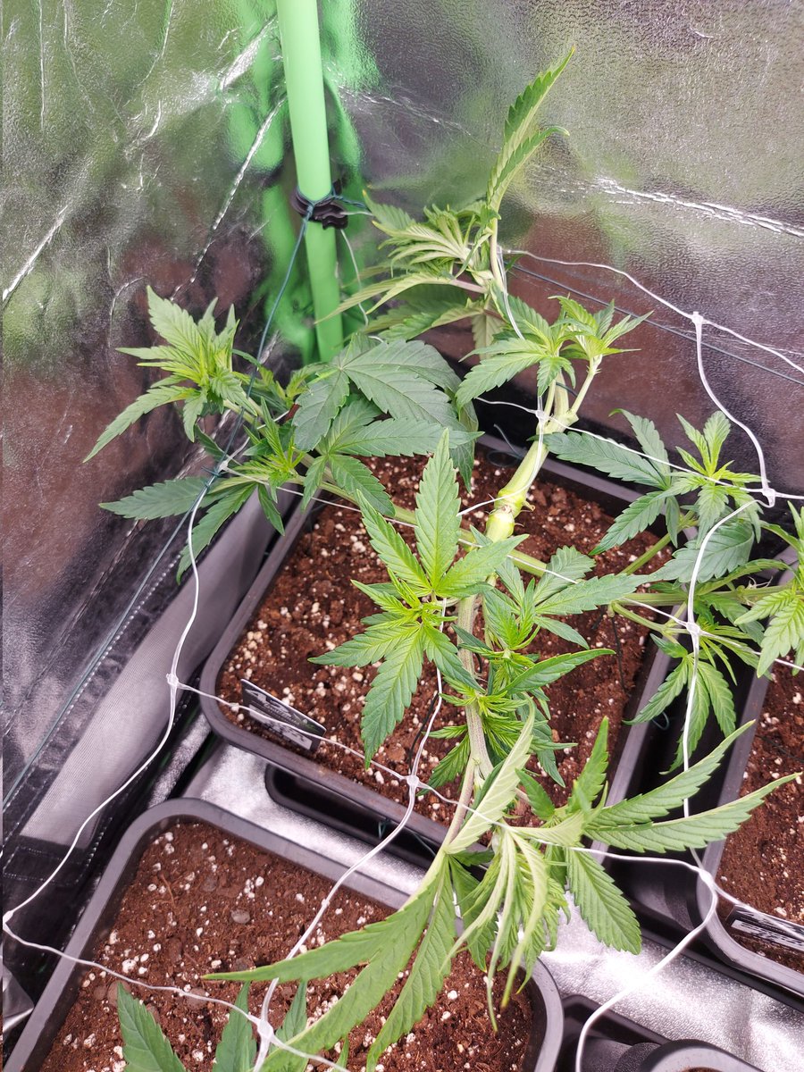 Ju_bps's tweet photo. 🌲🌲 Gorilla Cookies FF 🦍🍪 - @Fast_Buds
🗓🗓 Day 56 since seeds 
💡💡 #FC3000 from @MarsHydroLight @Coco_Pan2022 

#WinPs5Contest #Growdiaries #smartgrowsystem #6inchfankit #marshydro #Mmemberville #growyourown #weedsmokers #WeedLovers #CannabisCommunity #cannabisgrower https://t.co/Ao2aYZsCbz