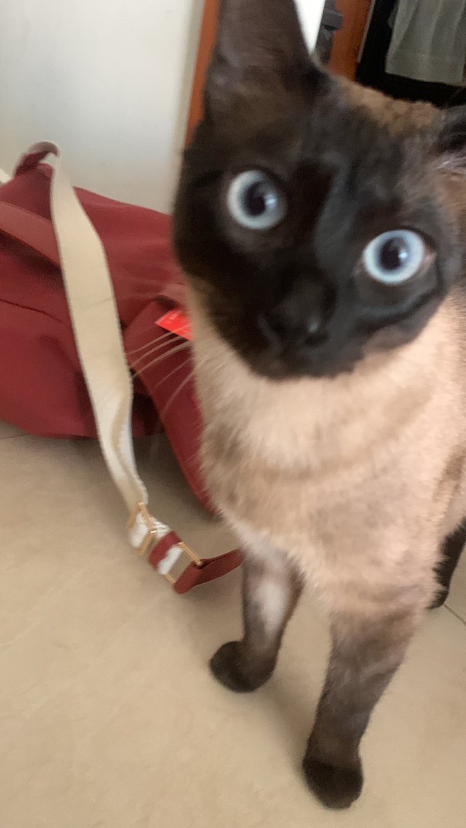 Gracias por cuidar a mis gatitos ❤️