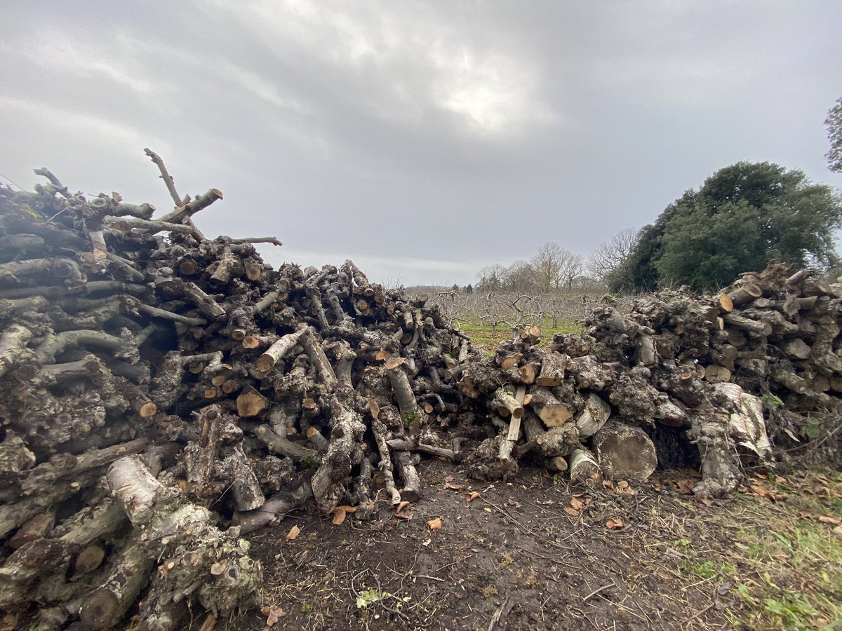 Kimnortondesign's tweet image. New Years Day walk in Kent with @Ben_Winkley 

Here’s to a happy, healthy and creative 2024. 

#newyear #kent #creativepractice #making #art #contemporaryceramics