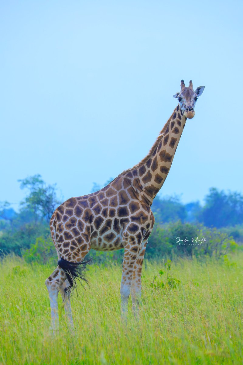 KLaCitizen's tweet image. Murchison served us with this beauty! The lion was laying on the tree!

📸: @julimats256