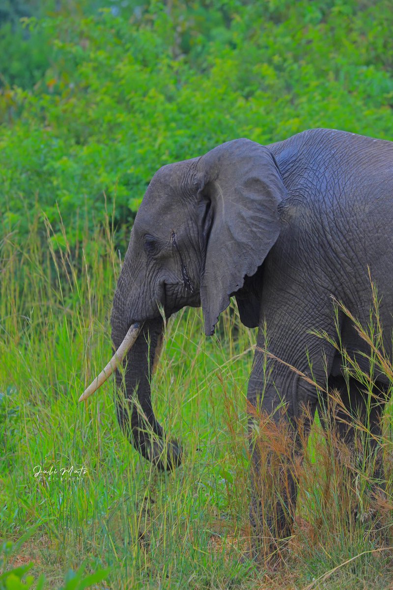 KLaCitizen's tweet image. Murchison served us with this beauty! The lion was laying on the tree!

📸: @julimats256