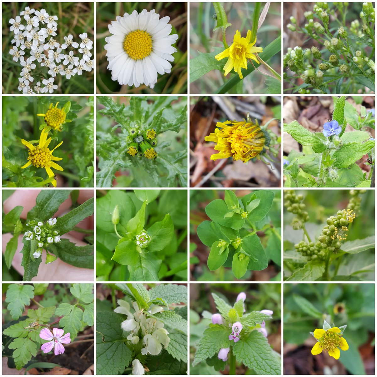 Started 2024 the right way with a morning #NewYearPlantHunt and found 16 plants with open flowers along a road verge in TW12/TW2...