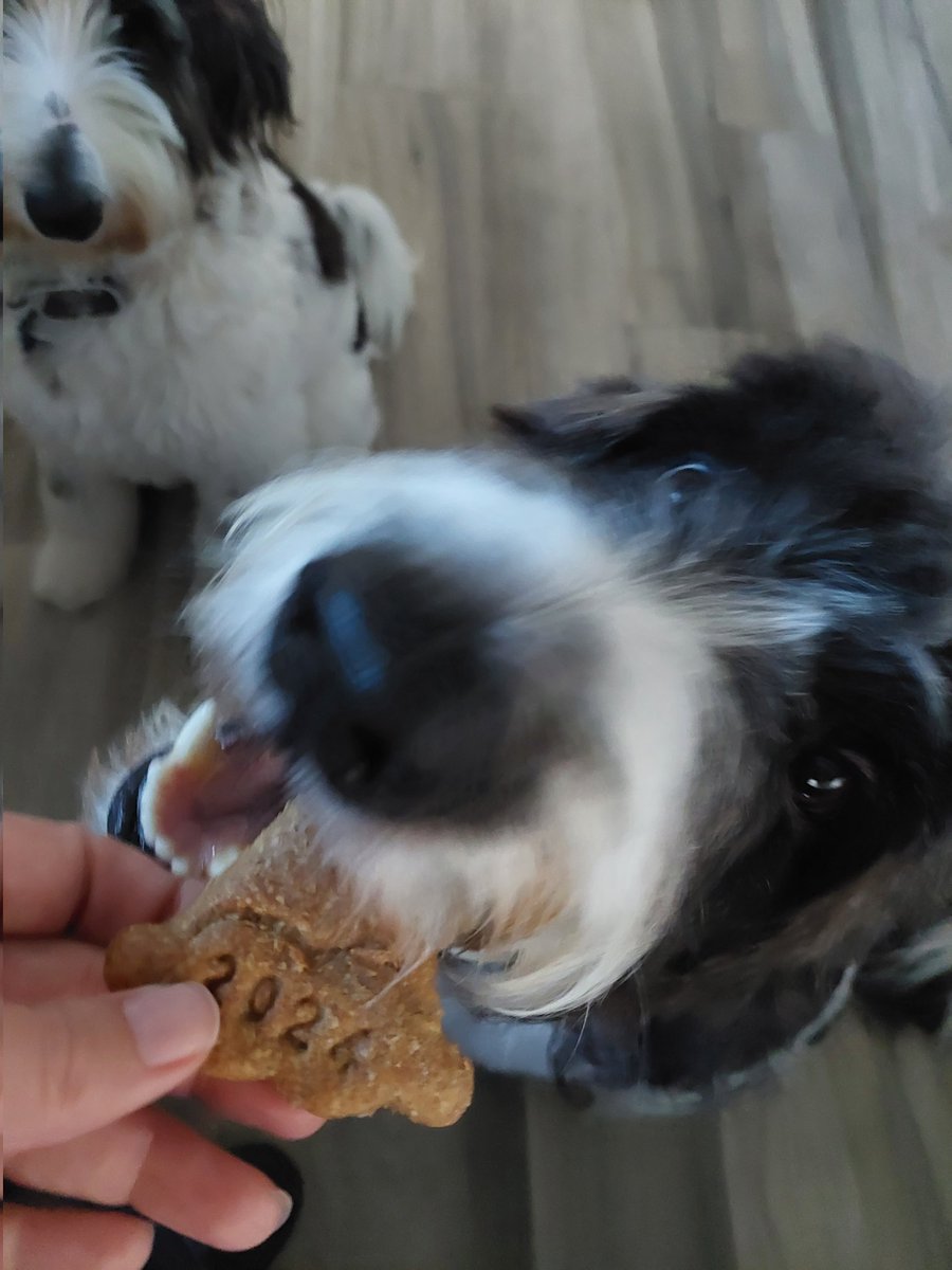 Our #AdventCalendar included a special set of cookies for #NewYear2024 🥳 #dogsoftwitter #DogsOfX