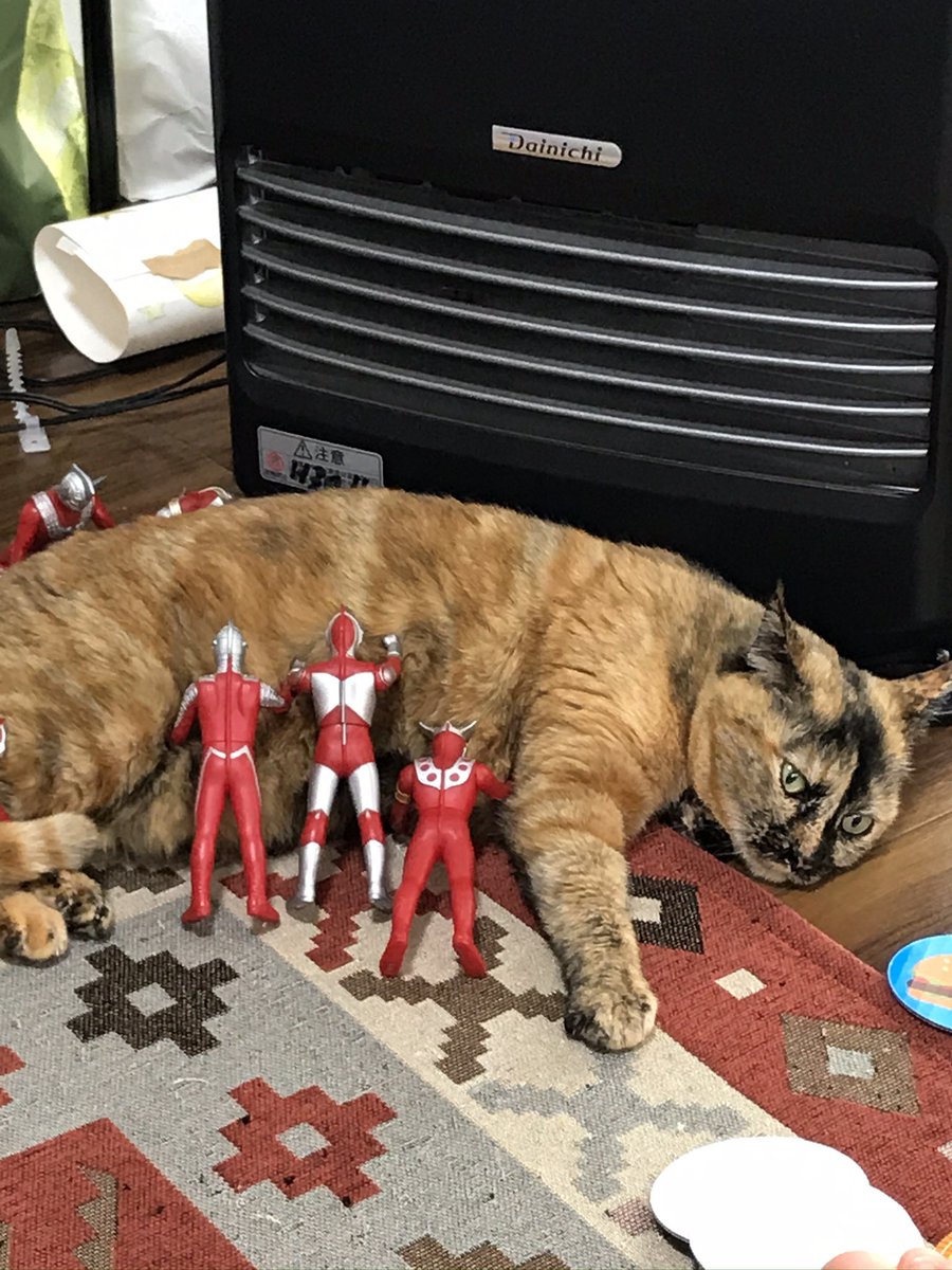 たぬきちページ どどどぽんぽこのタヌキ探し (@dddtanuki) / Posts / X