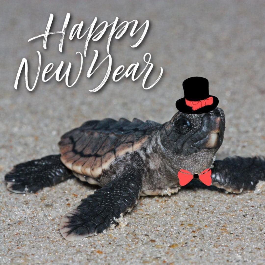 Happy New Year from National Save the Sea Turtle Foundation! 🥳 Help us save sea turtles in 2024! Savetheseaturtle.org #seaturtle #education #awareness #protection #savetheseaturtles #NSTSTF #seaturtlelove #happynewyear #happynewyear2024