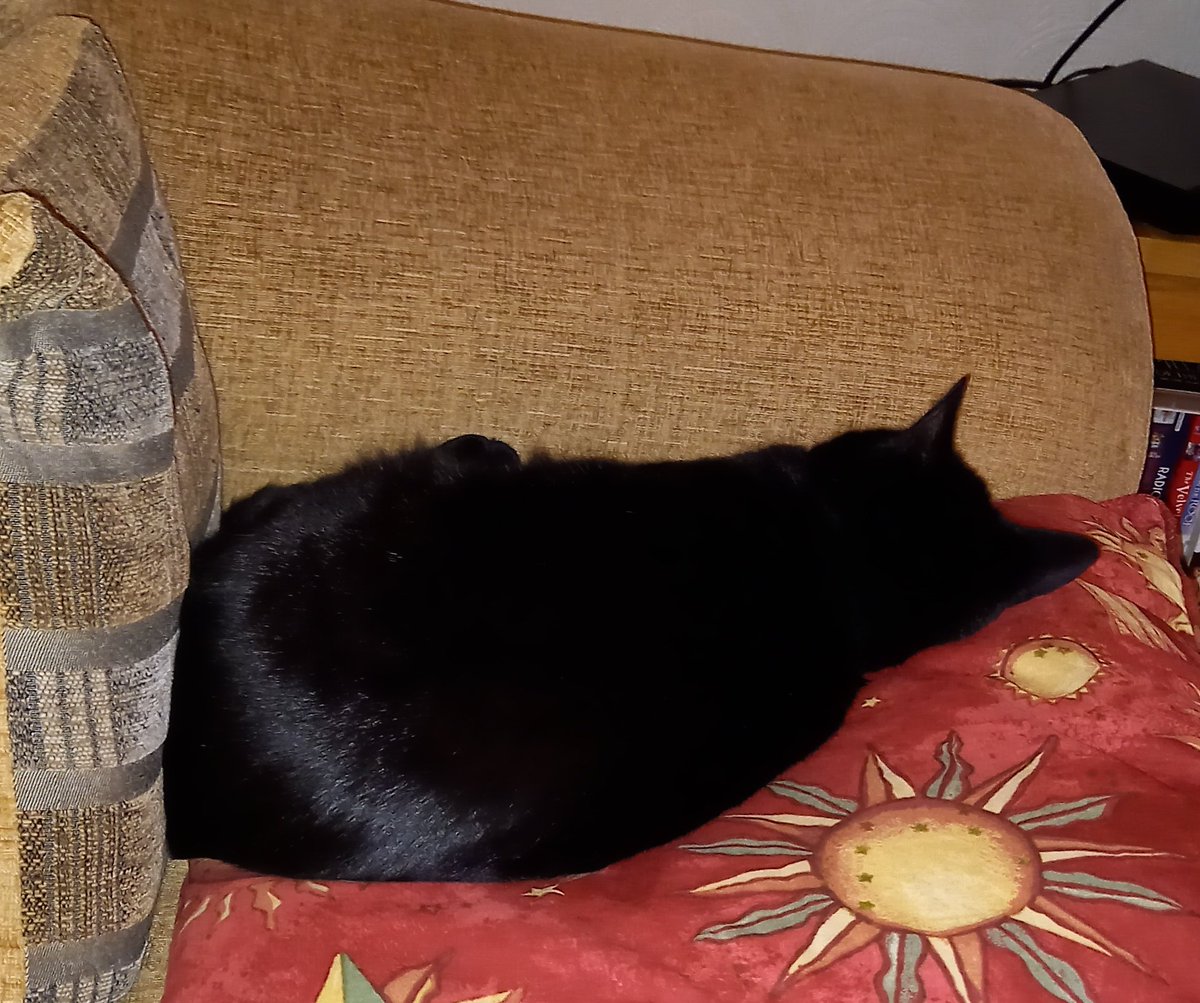 convent_cat's tweet photo. Has to be said... 2024 is progressing well! #conventcat https://t.co/2wH6EVMdoj