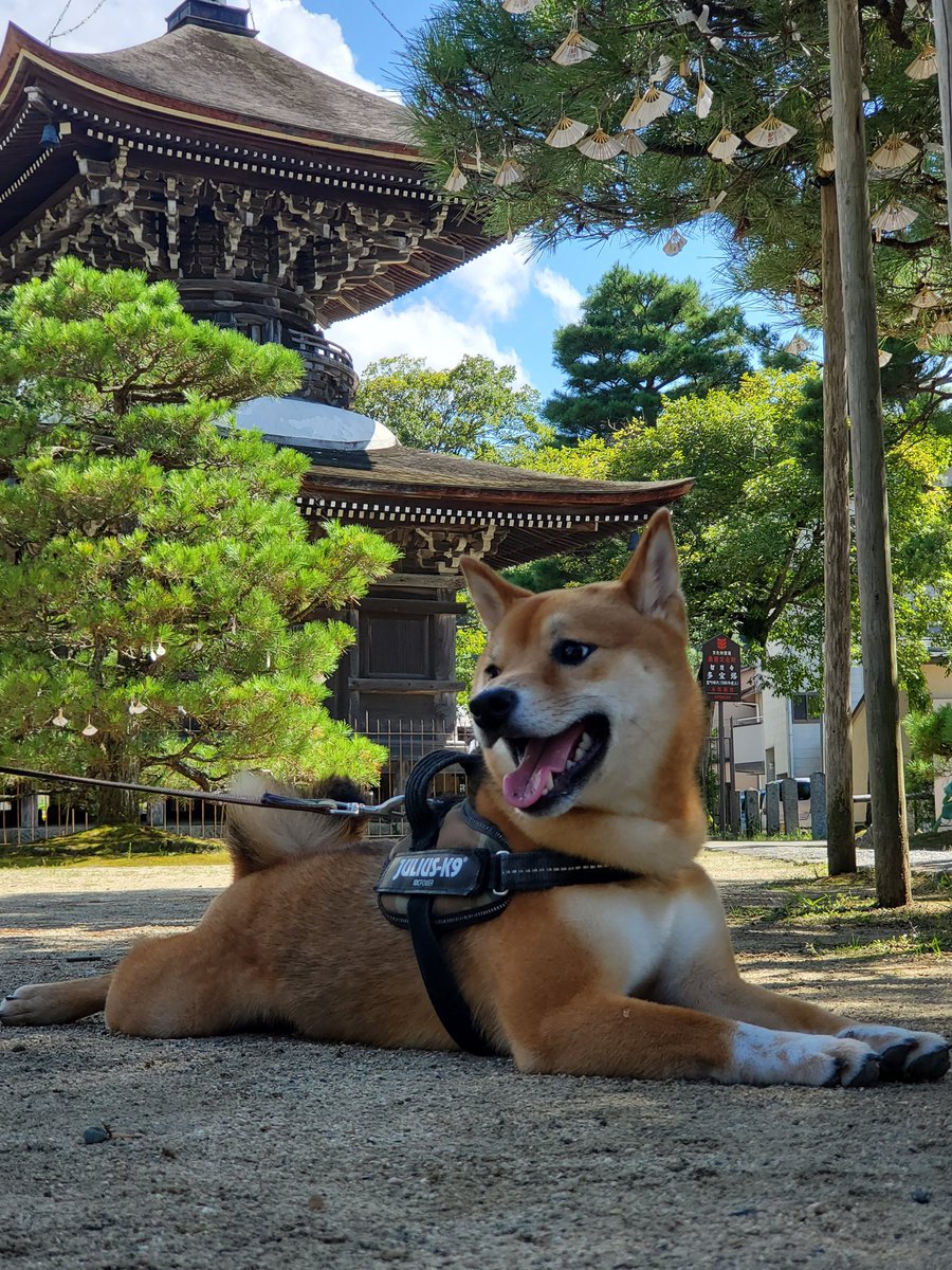 0501Uta's tweet photo. 豆柴うた。
#柴犬の和#シバマル4応援隊
#京都宮津知恩寺 https://t.co/kcMwEQyWi6