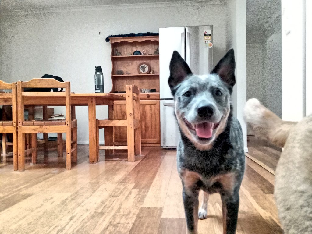 kingofthe_void's tweet image. Send me your #puppy for new years. I'll start - this is Daisy, the best Bluey pup ever.