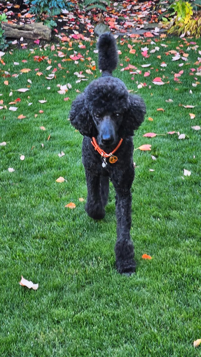 David Phipps tweet media