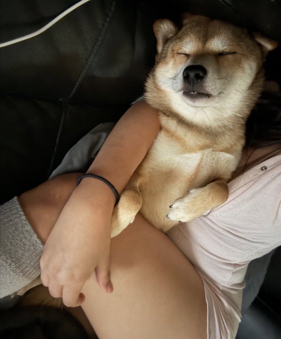 shleepy boy https://t.co/y9CMvgr2zf